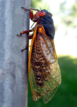 Cicada2