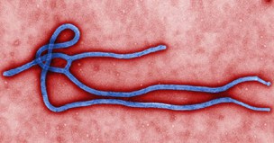 Epidemic emergency – the fight against Ebola