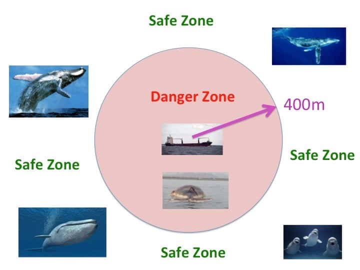 safe zone whales