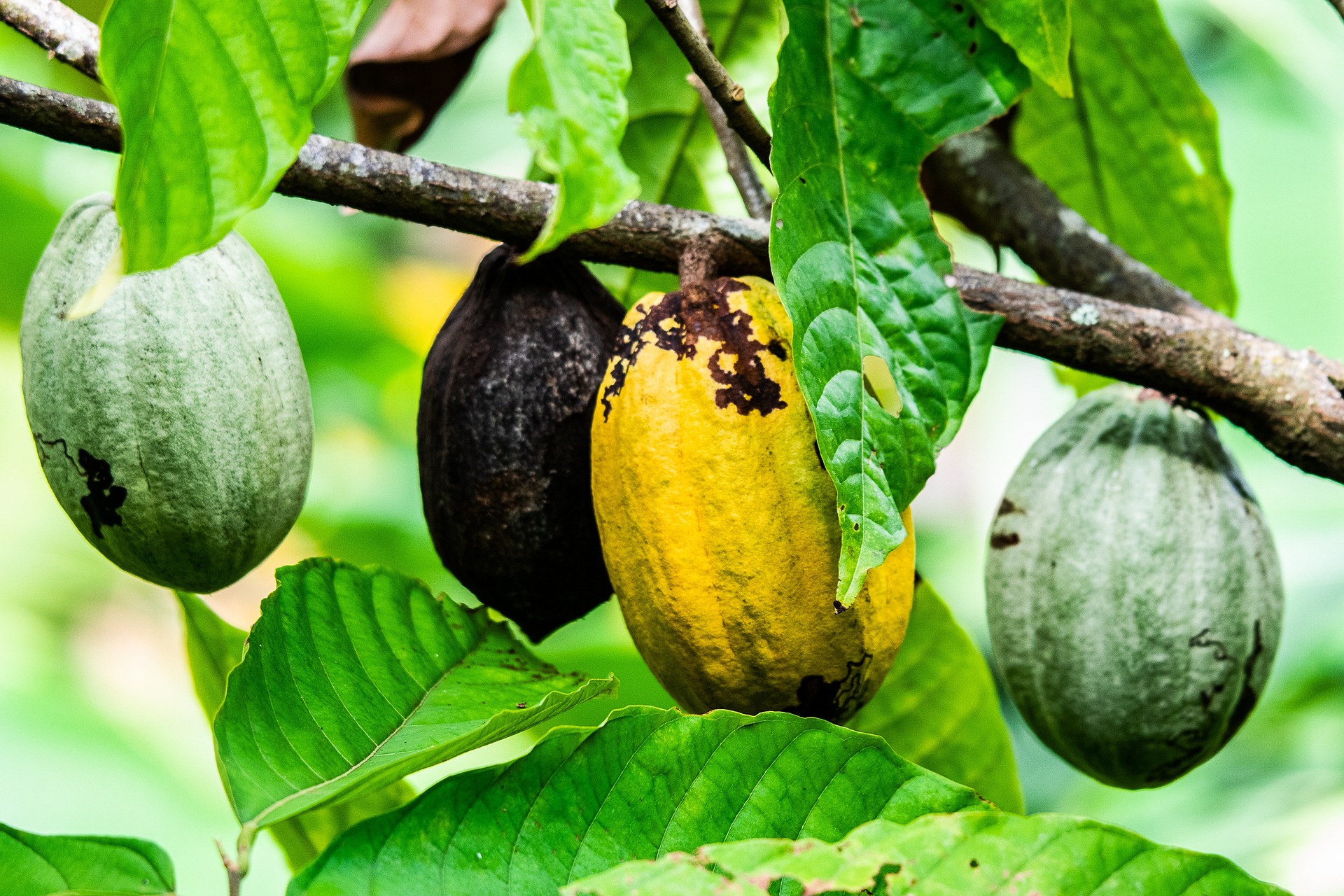Tosin Babasola – Investigating the Impact of Climate Change on Cocoa Farming
